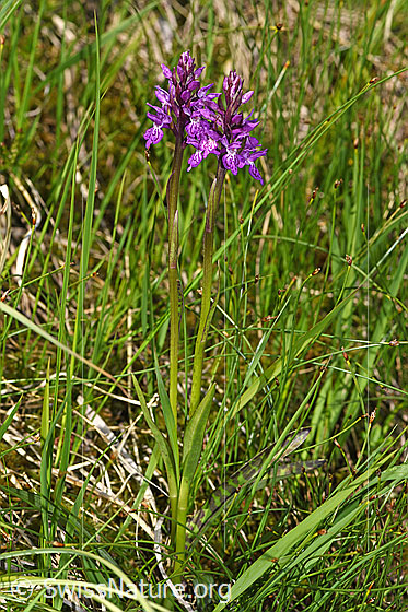 Photo: Dactylorhiza fuchsii. Whole plant (habiti).