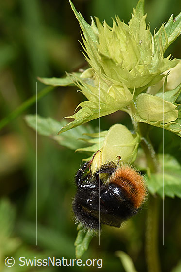 Foto: Wahrscheinlich Bergwald-Hummel (Bombus wurflenii) an Schmalblättrigem Klappertopf (Rhinanthus glacialis). Länge 13 - 16mm. Ansicht von hinten.