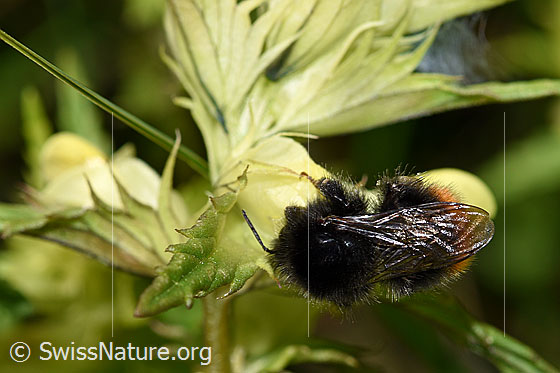 Photo: Probably Bombus wurflenii on Rhinanthus glacialis. Length 13 - 16mm. View from above.
