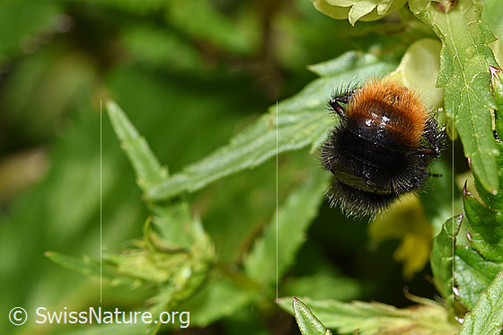 Foto: Wahrscheinlich Bergwald-Hummel (Bombus wurflenii) an Schmalblättrigem Klappertopf (Rhinanthus glacialis). Länge 13 - 16mm. Ansicht von hinten.