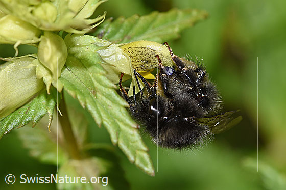Foto: Wahrscheinlich Bergwald-Hummel (Bombus wurflenii) an Schmalblättrigem Klappertopf (Rhinanthus glacialis). Länge 13 - 16mm. Ansicht von vorne.