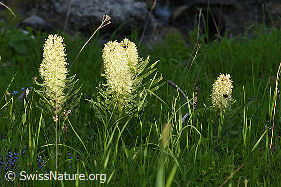 Foto: Straussblütige Glockenblume. Ganze Pflanze (Habitus).