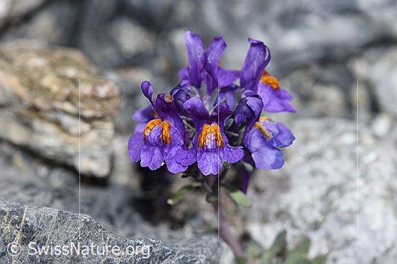 Photo: Linaria alpina. Blossoms.