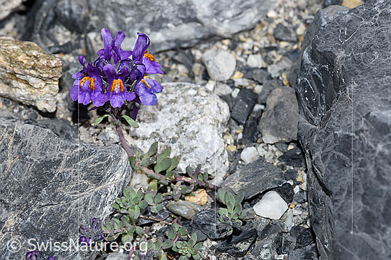 Foto: Alpen-Leinkraut (Linaria alpina). Ganze Pflanze (Habitus).