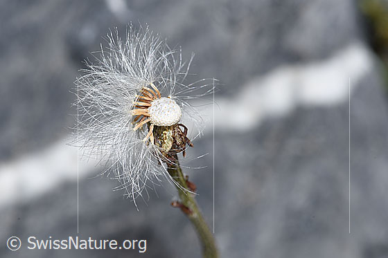 Foto: Huflattich (Tussilago farfara). Verblühte Blüte.