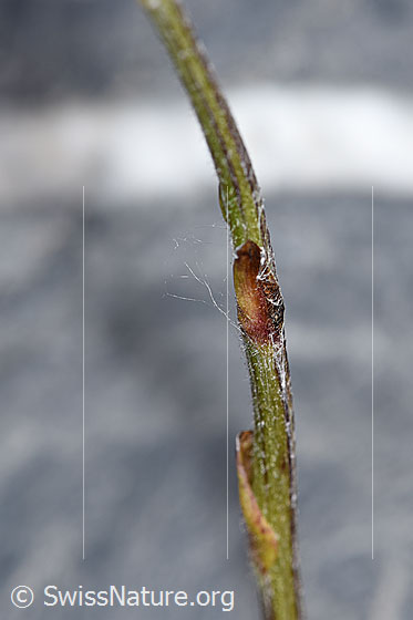 Photo: Tussilago farfara. Stem.