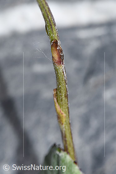 Foto: Huflattich (Tussilago farfara). Stängel.