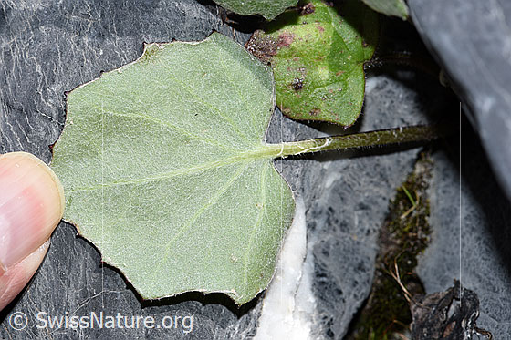 Photo: Tussilago farfara. Leaf. Underside and stem.
