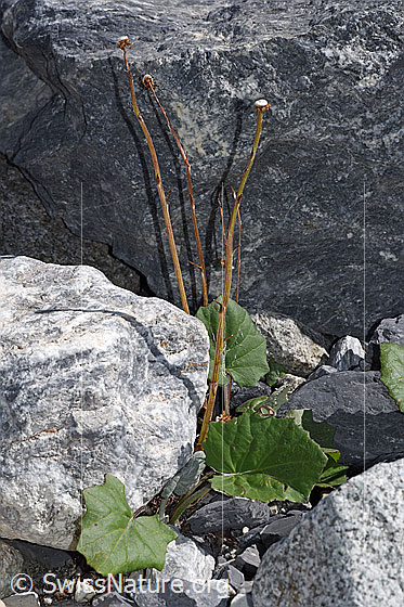 Foto: Huflattich (Tussilago farfara). Ganze Pflanze (Habitus). Blüten verblüht. Blätter grün. 