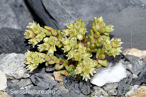 Photo: Sedum atratum. Whole plant (habiti). The leaves of this specimen are not colored red-brown, as is often the case.