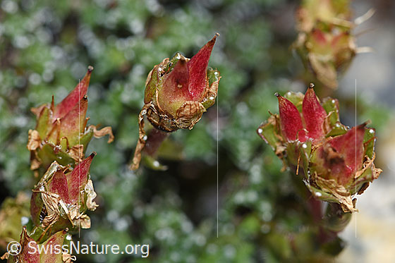 Foto: Gegenblättriger Steinbrech (Saxifraga oppositifolia). Verblühte Blüten.