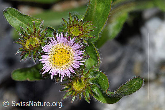 Alpen-Berufkraut (Erigeron alpinus)