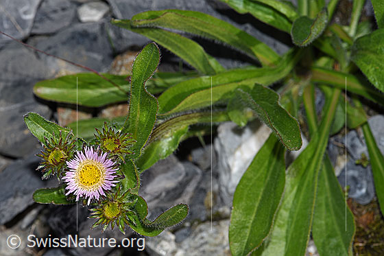 Foto: Alpen-Berufkraut (Erigeron alpinus). Blüten und Blätter.