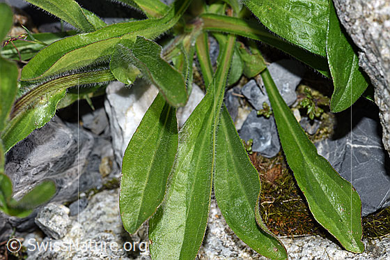 Foto: Alpen-Berufkraut (Erigeron alpinus). Blätter.