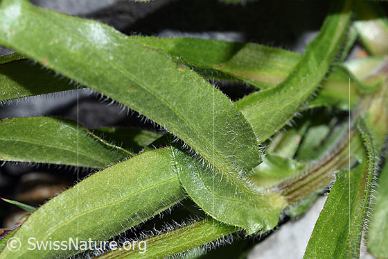 Foto: Alpen-Berufkraut (Erigeron alpinus). Blätter und Stengel.