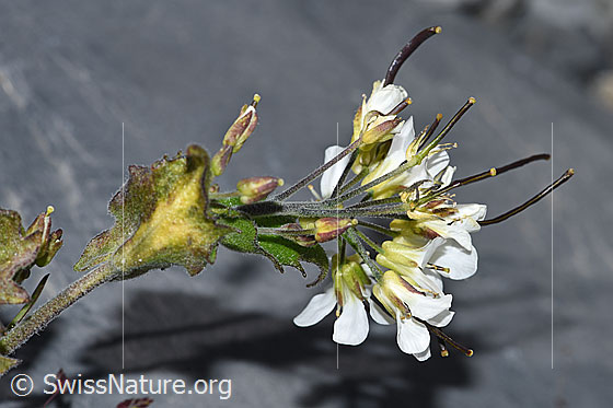 Foto: Alpen-Gänsekresse (Arabis alpina). Blüten und Früchte.