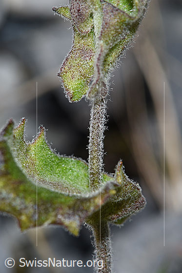 Foto: Alpen-Gänsekresse (Arabis alpina). Stängel und Blätter.