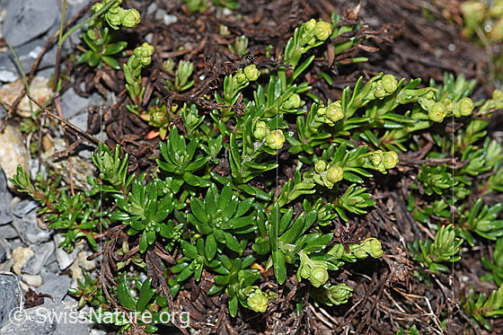 Foto: Bewimperter Steinbrech (Saxifraga aizoides). Ganze Pflanze mit Knospen.