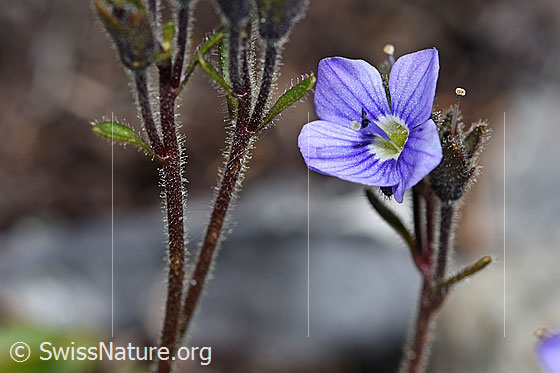 Foto: Blattloser Ehrenpreis (Veronica aphylla). Blüte und Stängel.