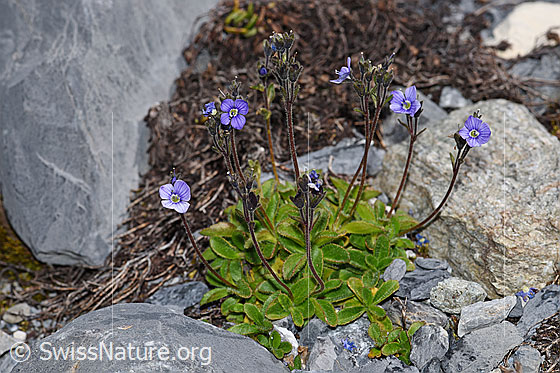 Foto: Blattloser Ehrenpreis (Veronica aphylla). Ganze Pflanze (Habitus)