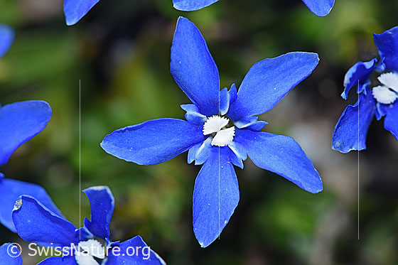 Foto: Frühlings-Enzian (Gentiana verna). Blüte. Ansicht von oben.