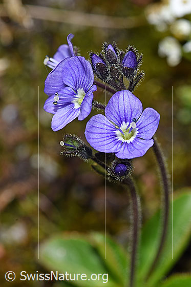 Photo: Veronica aphylla. Blossoms.