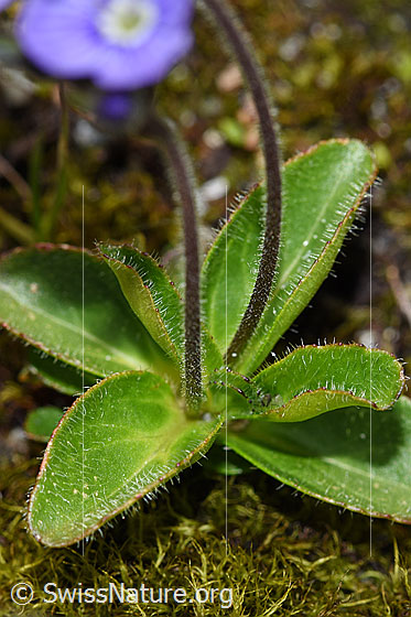 Foto: Blattloser Ehrenpreis (Veronica aphylla). Stängel und Blätter.