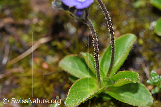Photo: Veronica aphylla. Stem and leaves.