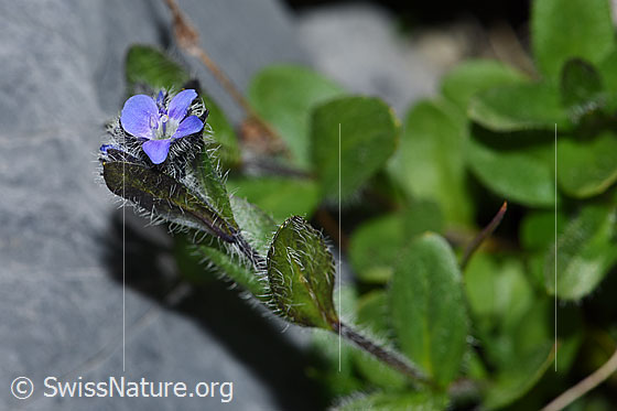 Foto: Alpen-Ehrenpreis (Veronica alpina). Blüte, Stängel und Stängelblätter.