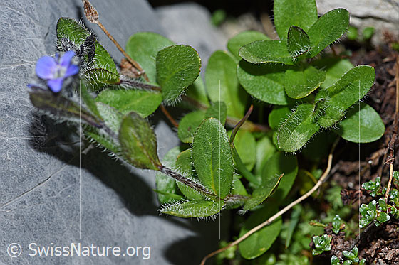 Foto: Alpen-Ehrenpreis (Veronica alpina). Ganze Pflanze (Habitus).