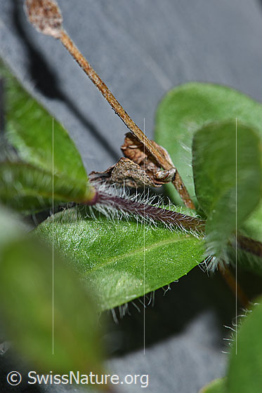Foto: Alpen-Ehrenpreis (Veronica alpina). Behaarter Stängel.