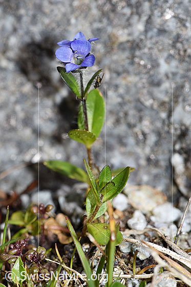 Foto: Alpen-Ehrenpreis (Veronica alpina). Ganze Pflanze (Habitus).