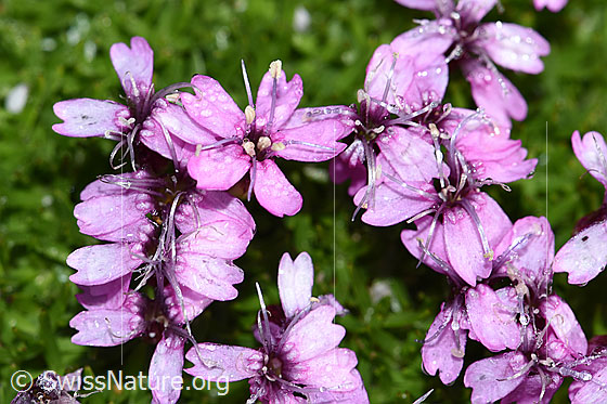 Foto: Kiesel-Polsternelke (Silene exscapa). Blüten. Ansicht von oben.