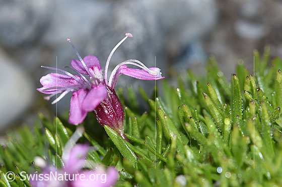 Foto: Kiesel-Polsternelke (Silene exscapa). Blüte, Kelch und Stämgel. Ansicht von der Seite.