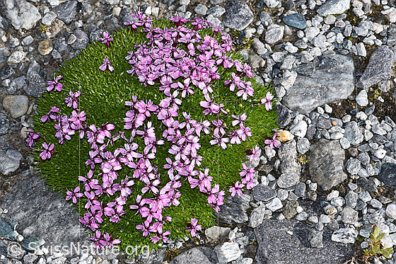 Foto: Kiesel-Polsternelke (Silene exscapa). Ganze Pflanze (Habitus). Polster.