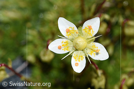 Foto: Moosartiger Steinbrech (Saxifraga bryoides). Blüte