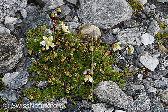Foto: Moosartiger Steinbrech (Saxifraga bryoides). Ganze Pflanze (Habitus).