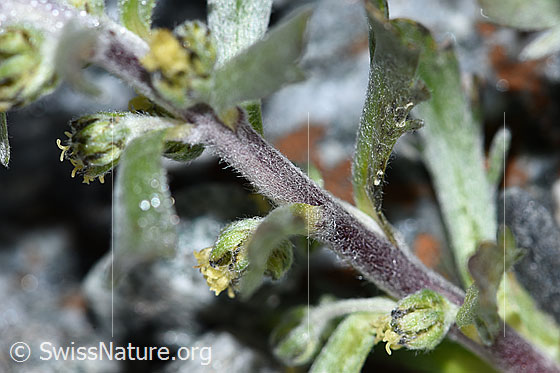 Foto: Ährige Edelraute (Artemisia genipi). Stängel.