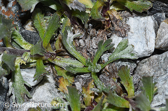 Foto: Ährige Edelraute (Artemisia genipi). Blätter.