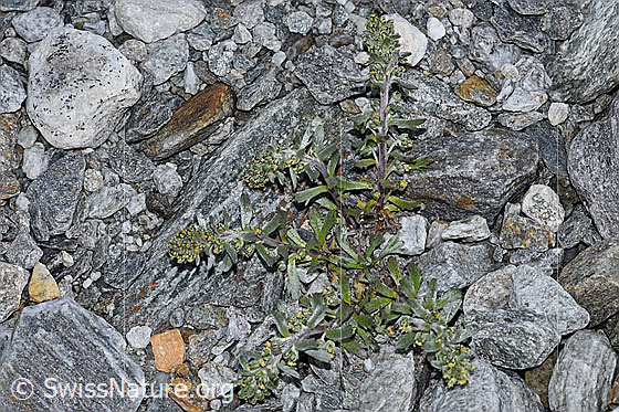 Foto: Ährige Edelraute (Artemisia genipi). Ganze Pflanze (Habitus).
