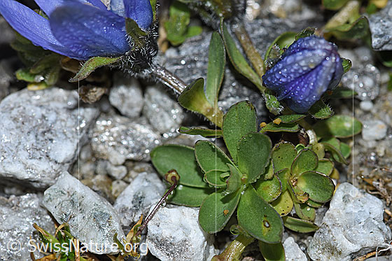 Photo: Campanula cenisia. Leaves and stem.