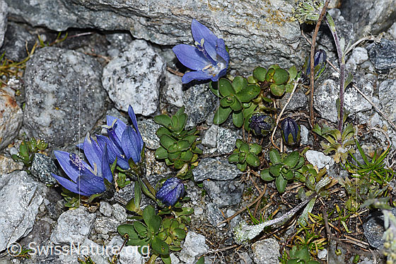 Photo: Campanula cenisia. Whole plant (habiti).
