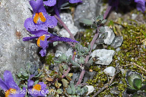 Photo: Linaria alpina. Blossoms and stem.
