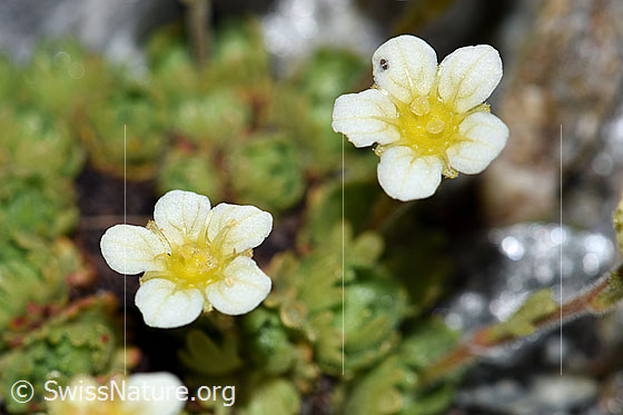 Gefurchter Steinbrech (Saxifraga exarata)