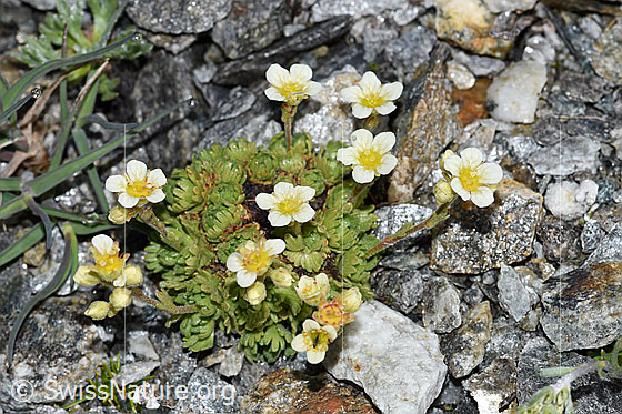 Foto: Gefurchter Steinbrech (Saxifraga exarata). Ganze Pflanze (Habitus).