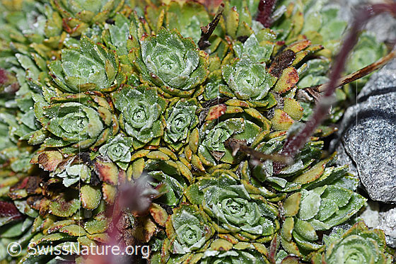 Photo: Saxifraga paniculata. Leaves.