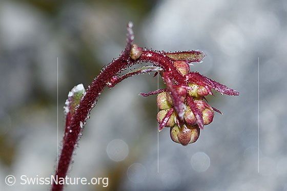 Photo: Saxifraga paniculata. Stem and flower buds. Strongly glandular.