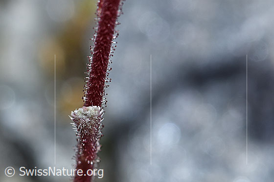 Photo: Saxifraga paniculata. Stem. Strongly glandular.