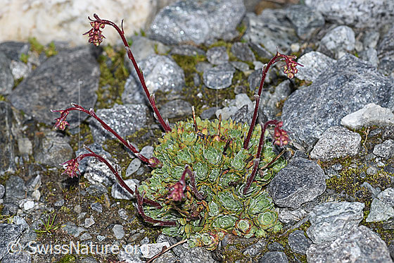 Photo: Saxifraga paniculata. Whole plant (habiti).