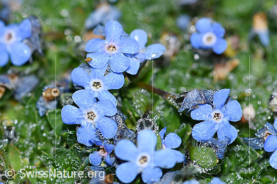Foto: Himmelsherold (Eritrichium nanum). Blüten.